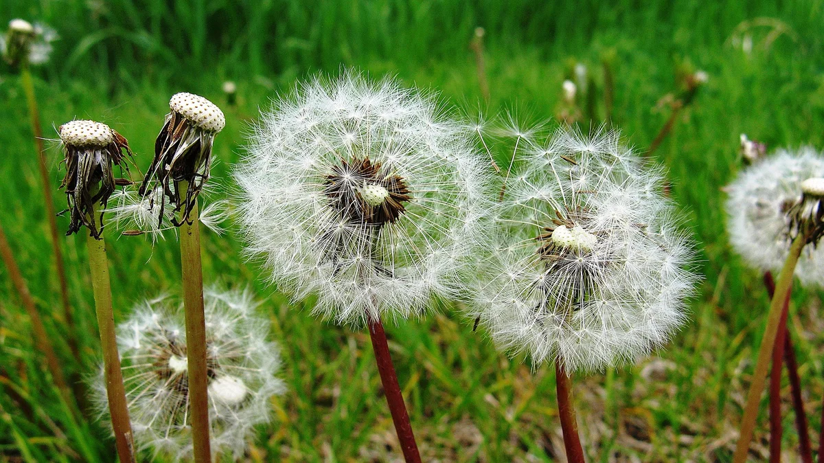 Groenonderhoud Schapenweide